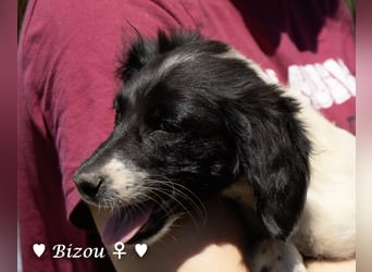 Mischlingswelpen D'Artagnan, Bizou und Biala suchen ein Zuhause