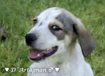 D'Artagnan, Bizou und Biala suchen ein Zuhause
