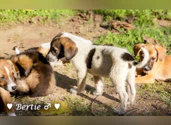 Update: Brenda, Bill, Bob und Bertie suchen ab Anfang Januar ein Zuhause