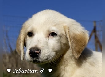 Scotty und seine Geschwister suchen ein Zuhause