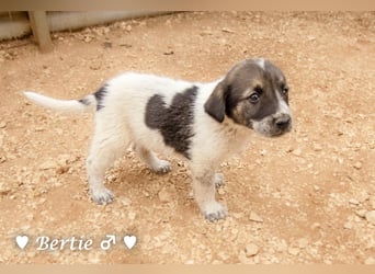 Bill, Bob und Bertie suchen ab Mitte Januar ein Zuhause Bill, Bob und Bertie suchen ab Mitte Januar ein Zuhause