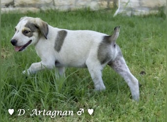 D'Artagnan, Bizou und Biala suchen ein Zuhause