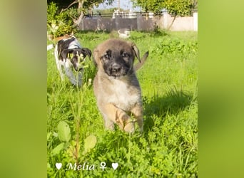 Die M-Mädels suchen ab Januar ein Zuhause