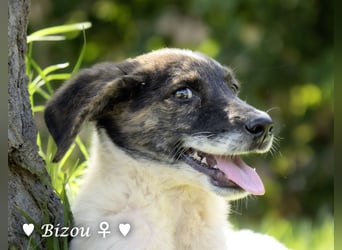D'Artagnan, Bizou und Biala suchen ein Zuhause