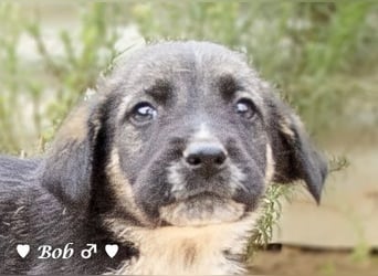 Bill, Bob und Bertie suchen ab Mitte Januar ein Zuhause Bill, Bob und Bertie suchen ab Mitte Januar ein Zuhause