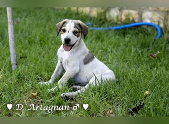 D'Artagnan, Bizou und Biala suchen ein Zuhause