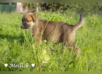 Die M-Mädels suchen ab Januar ein Zuhause