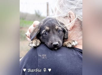 Barbie, Betty, Becky und Brenda suchen ab Mitte Januar ein Zuhause Barbie, Betty, Becky und Brenda suchen ab Mitte Januar ein Zuhause