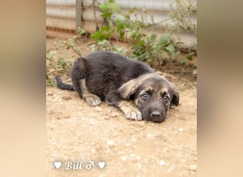 Bill, Bob und Bertie suchen ab Mitte Januar ein Zuhause Bill, Bob und Bertie suchen ab Mitte Januar ein Zuhause
