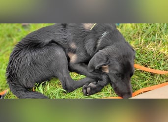 Nero - auf PS im Kreis Reutlingen