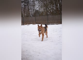Franz - Schäferhund Mischling