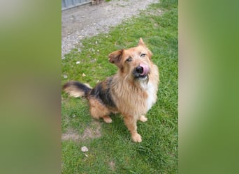 Franz - Schäferhund Mischling