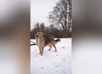 Franz - Schäferhund Mischling