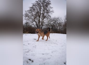 Franz - Schäferhund Mischling