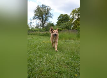 Franz - Schäferhund Mischling