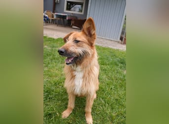 Franz - Schäferhund Mischling