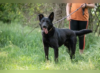 Cody VA imposanter Schäferhund-Mix sucht erfahrenes Zuhause