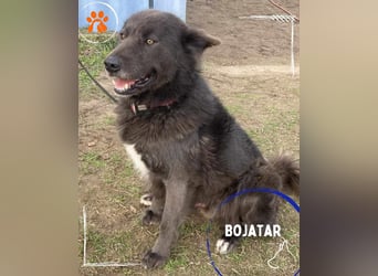 Bojtar aufmerksamer stattlicher Schäferhund Mischling