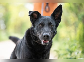 Cody VA imposanter Schäferhund-Mix sucht erfahrenes Zuhause