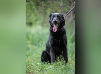 Cody VA imposanter Schäferhund-Mix sucht erfahrenes Zuhause