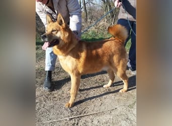 Huszar VA klug, aktiv und einem großen Herz