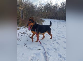 Rocky VA - freundlich, neugierig