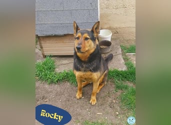 Rocky VA - freundlich, neugierig