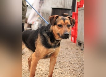 Zeno VA - aufgeschlossen, kinderlieb