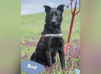 Noel - fröhlich und verspielt