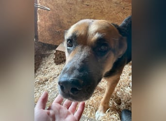 Berta VA, sanftmütig und ruhig