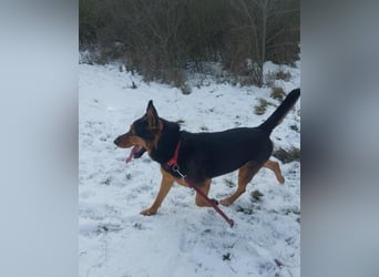 Rocky VA - freundlich, neugierig