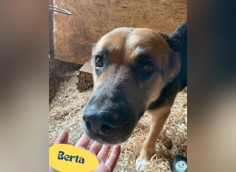 Berta VA, sanftmütig und ruhig