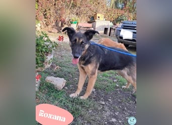 Roxana VA - kinderlieb, tapfer,liebevoll