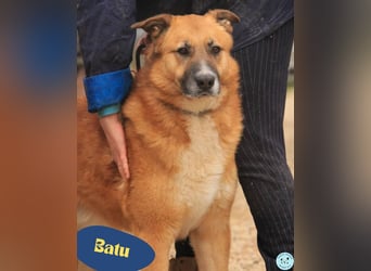 Batu, liebenswert und dankbar
