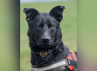 Noel, fröhlich und verspielt