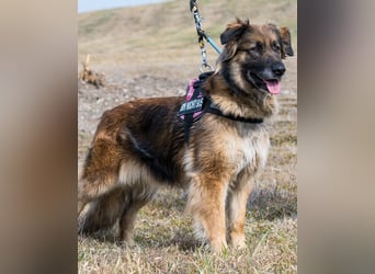 Jessy SI, perfekter Familienhund