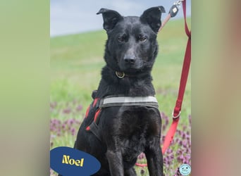 Noel, fröhlich und verspielt