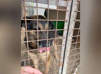 Roxana VA - kinderlieb, tapfer,liebevoll