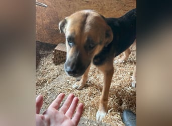 Berta VA, sanftmütig und ruhig