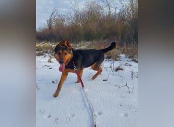 Rocky VA - freundlich, neugierig