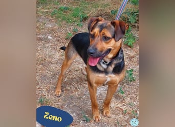 Zeno VA - aufgeschlossen, kinderlieb