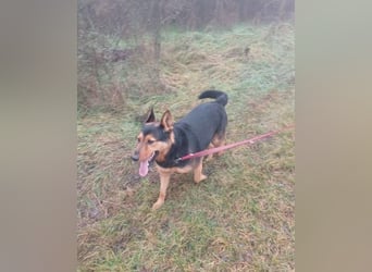 Rocky VA - freundlich, neugierig