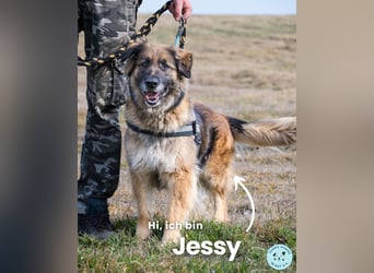 Jessy SI, perfekter Familienhund