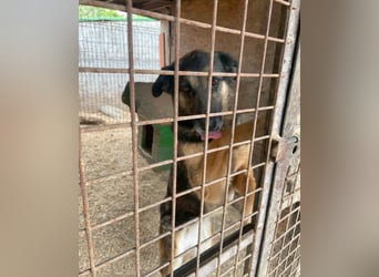 Roxana VA - kinderlieb, tapfer,liebevoll