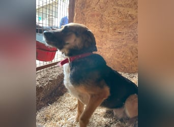 Berta VA, sanftmütig und ruhig