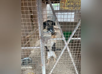 Roxana VA - kinderlieb, tapfer,liebevoll