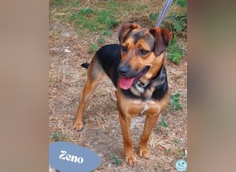 Zeno VA - aufgeschlossen, kinderlieb