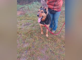 Rocky VA - freundlich, neugierig