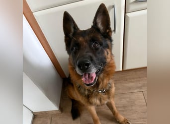 Rocky sucht Zuhause ❤️