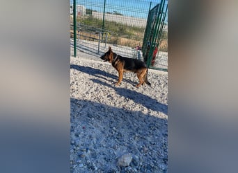 Rex sucht sein Glück❤️